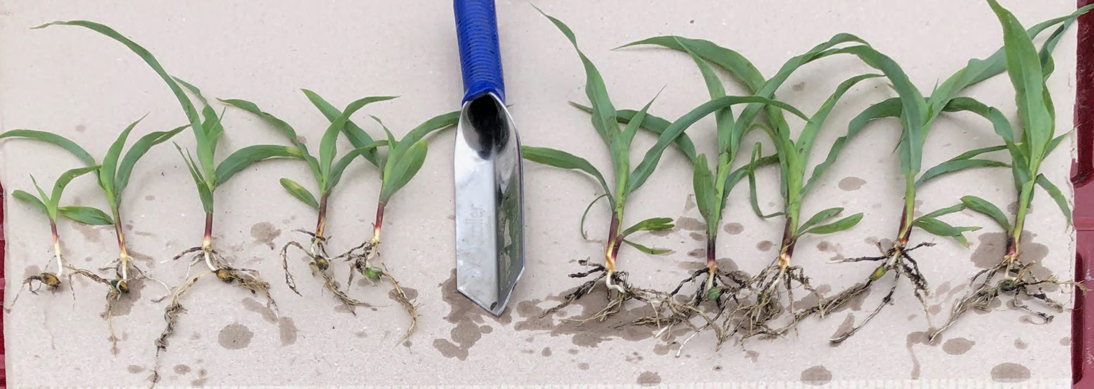 698c91d536801_corn-comparison