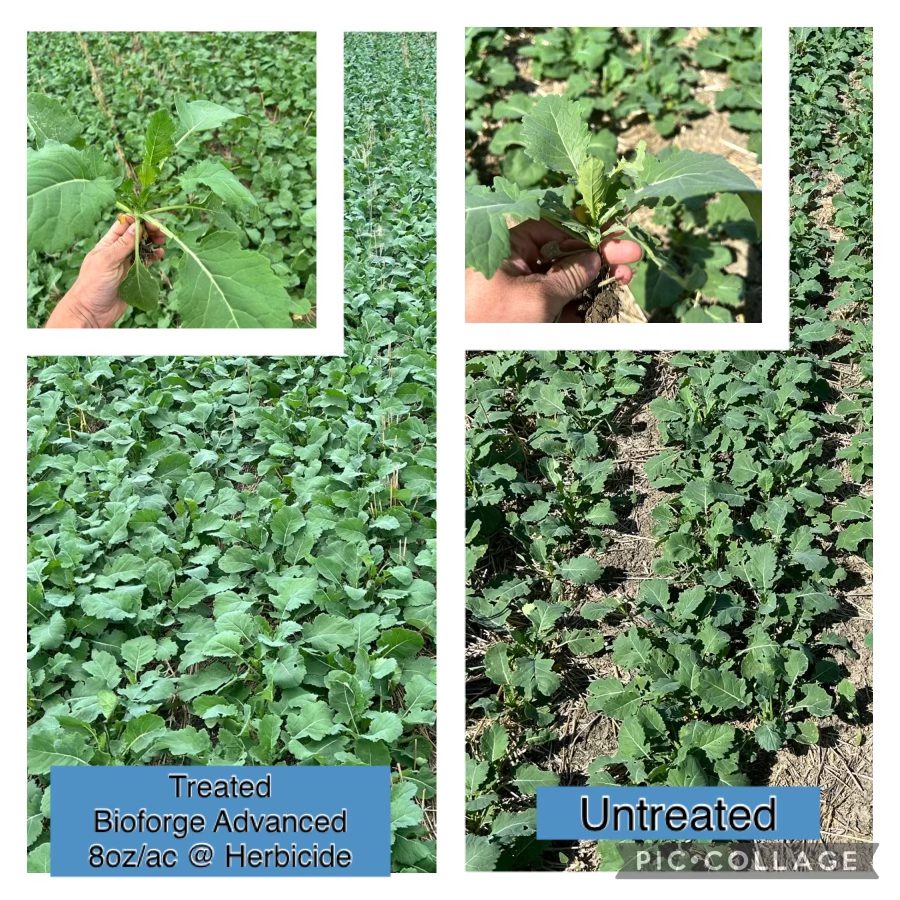 698c91efea710_canola