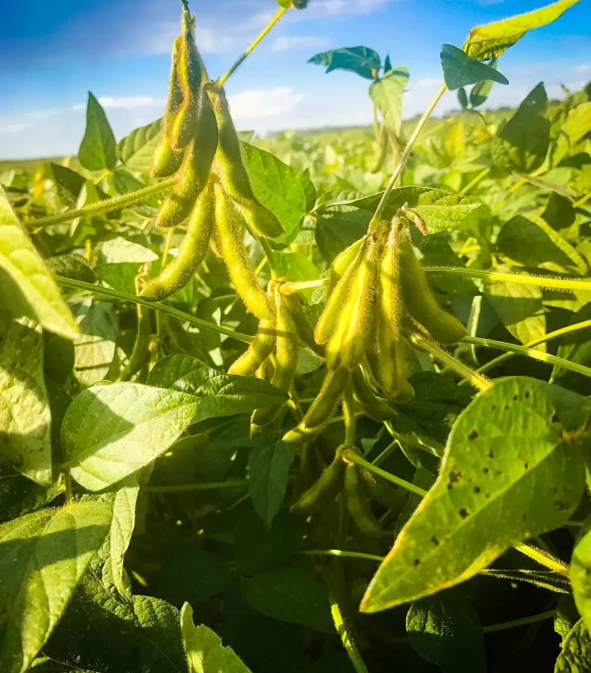 Soybean pods growing on green plants in a sunlit field.