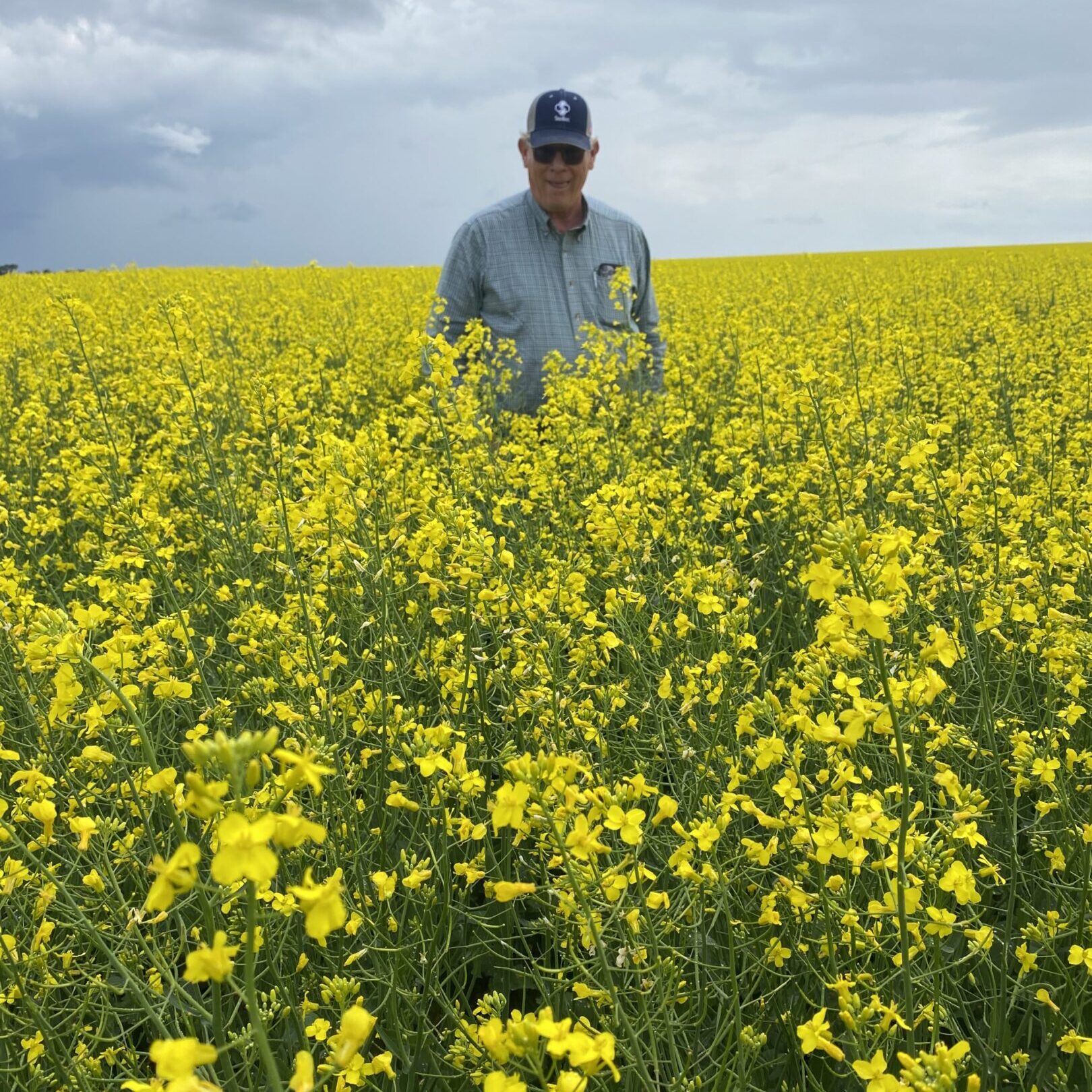 698c913b81514_canolaFred (1)